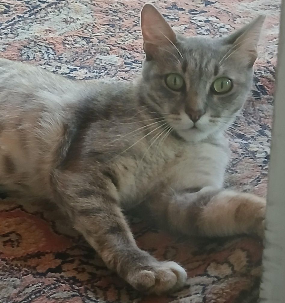 Подарявам женска котка, кастрирана