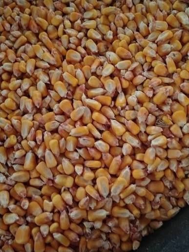 Porumb producție 2025 1,1 lei/kg