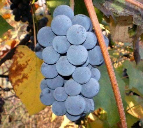 Struguri de vin capsunica/nohan