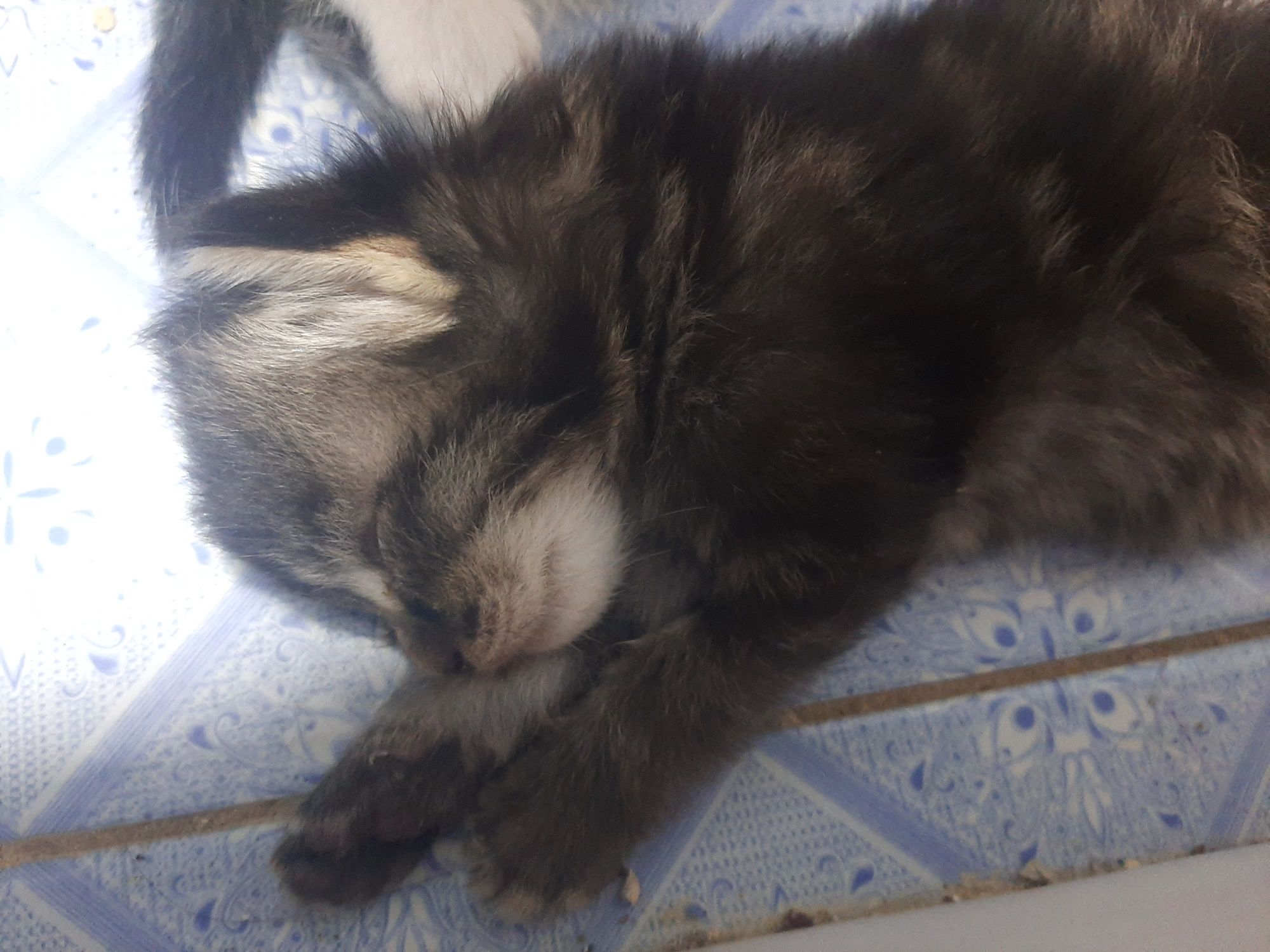 Котяты отдам только в добрые руки