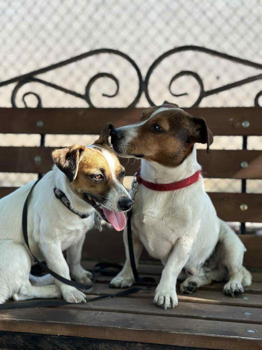 Продават се 5 бебета Джак Ръсел териери