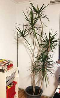 Planta de interior Dracena 200 cm