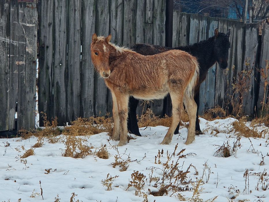 Продам жеребята 5 месяц обмен на баран
