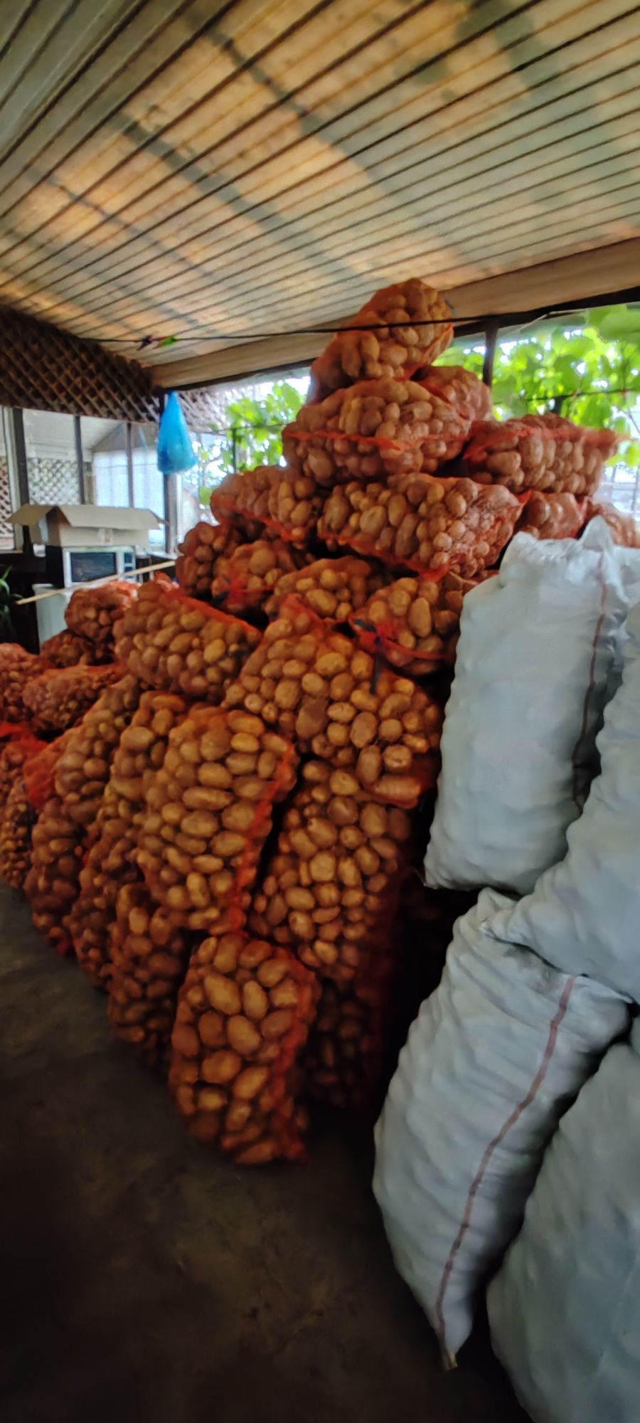 Vând cartofi de consum roșii și albi