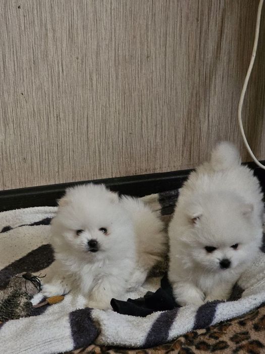 Продаются помиранские шпицы