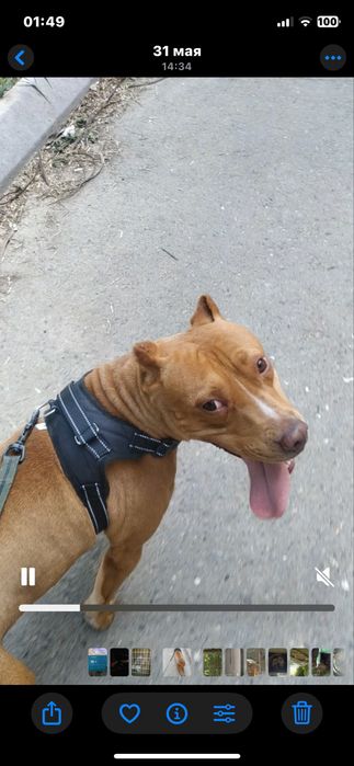 Отдам в ответственые руки собаку