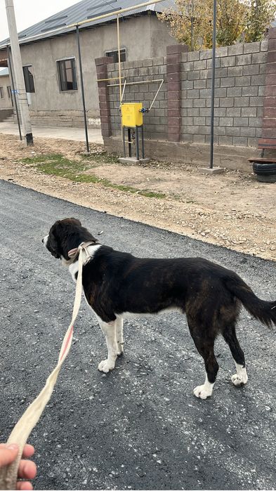 Алабай тегын берем охранага