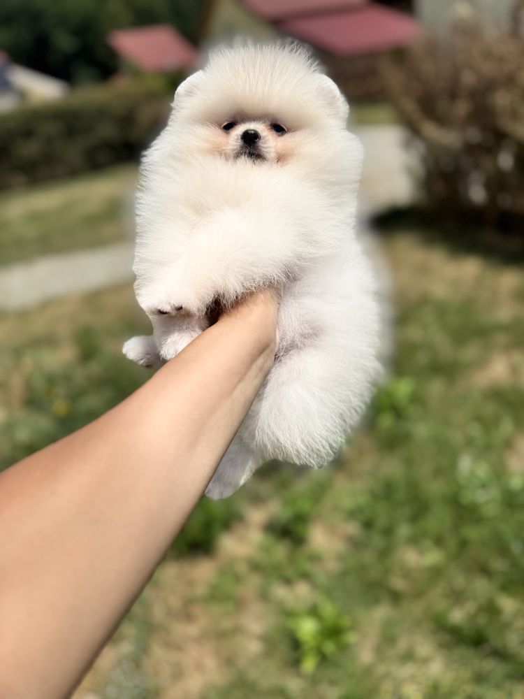 Femela pomeranian fci pedigree