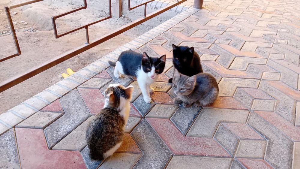 Котята очень хорошие, послушные. Отдам даром