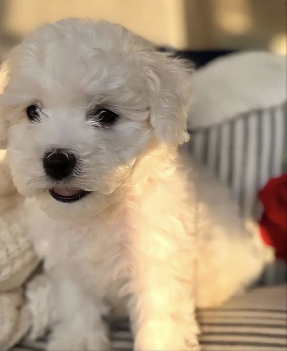 Bichon maltez mascul