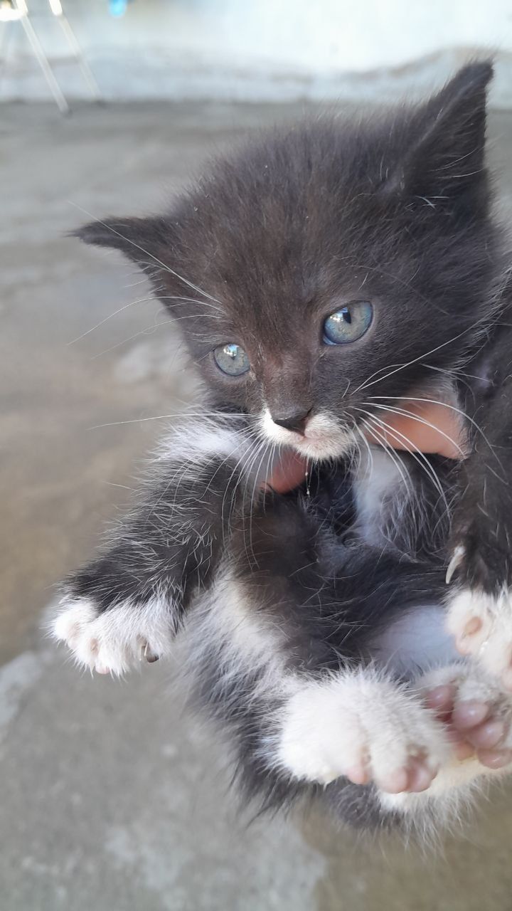 Котята  красивые местные