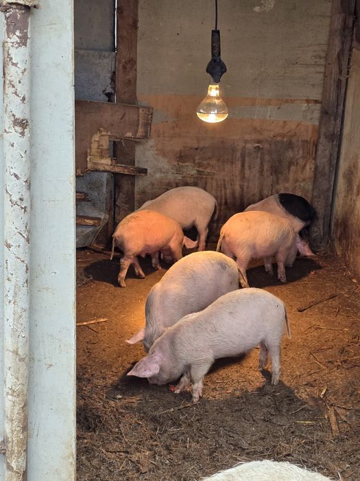 Малки прасенца 15 кг