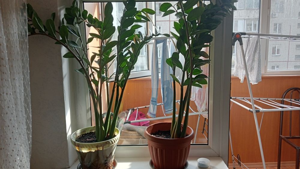 Продам цветы недорого