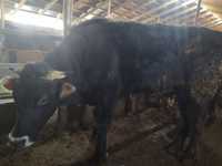 Племенной бык, алатауский породистый, 2.5 жас,бычок, бык, бука, откорм