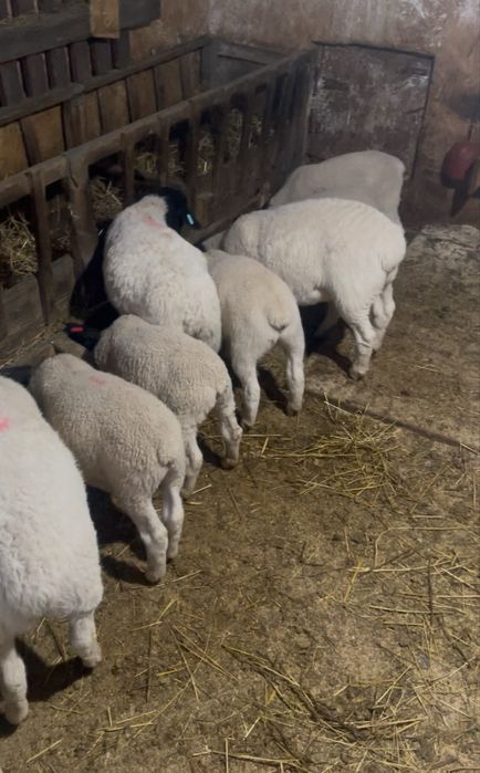 Vand berbecuti Dorper la alegere