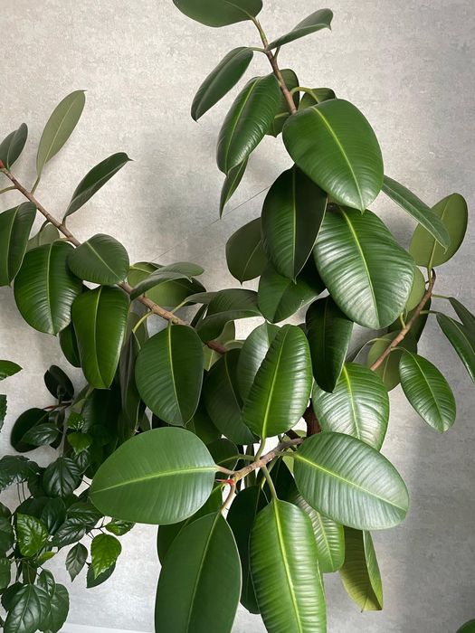 Дерево фикус продается большой и высокий