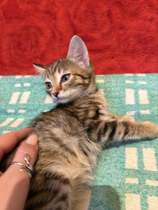Мальчишки котята ищут дом