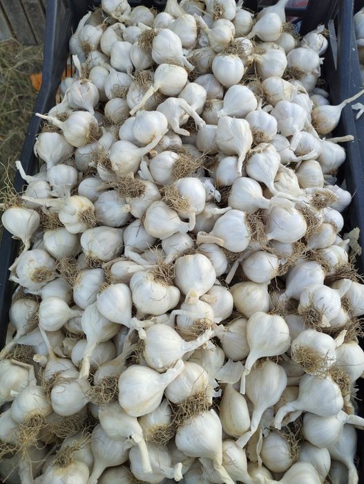 Usturoi românesc de primăvară