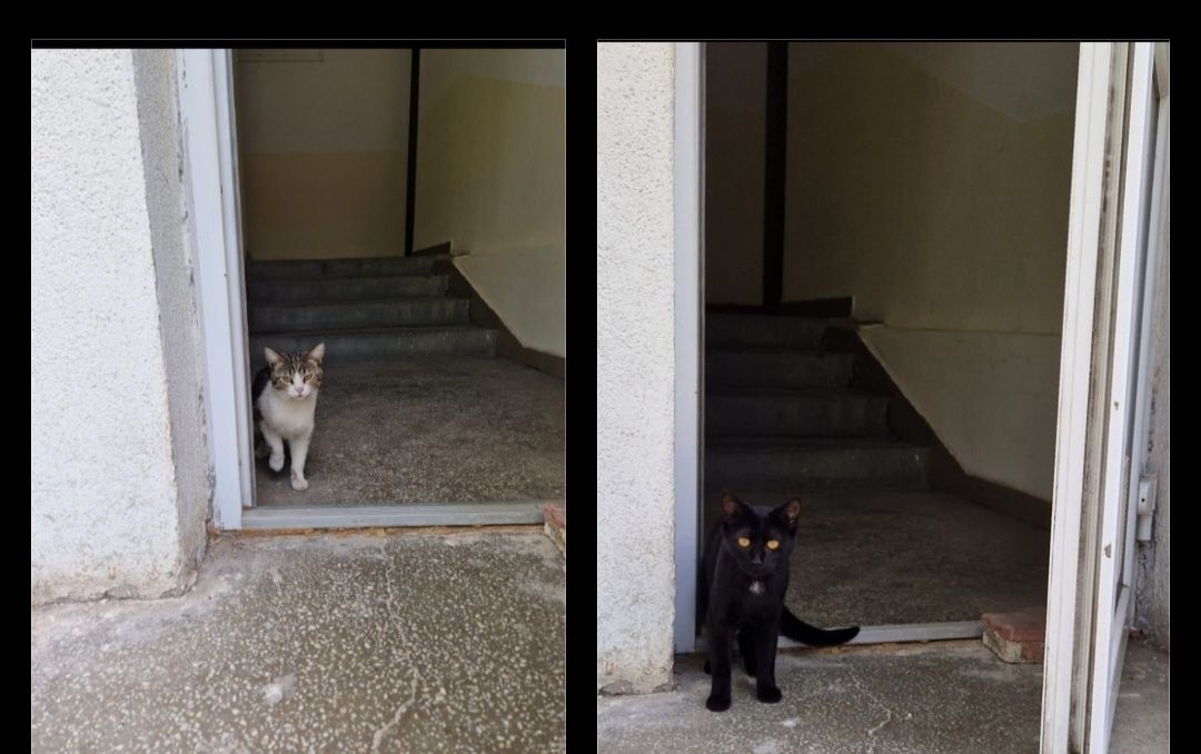 Adoptie pisica pisici  jucause