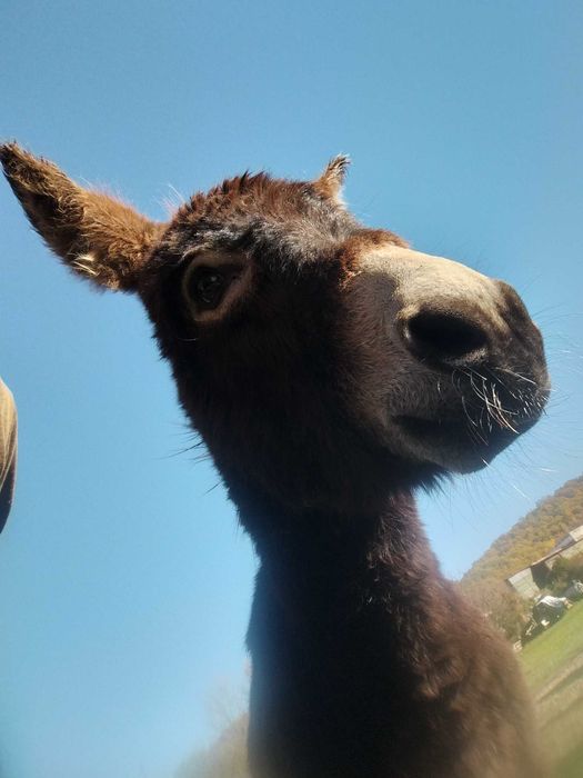 Măgar 1 an de vânzare