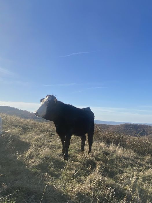 De vanzare doua junici