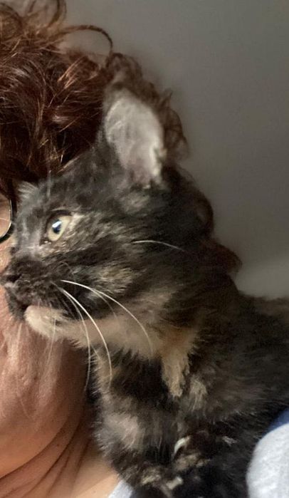 Pisicuța spre adoptie