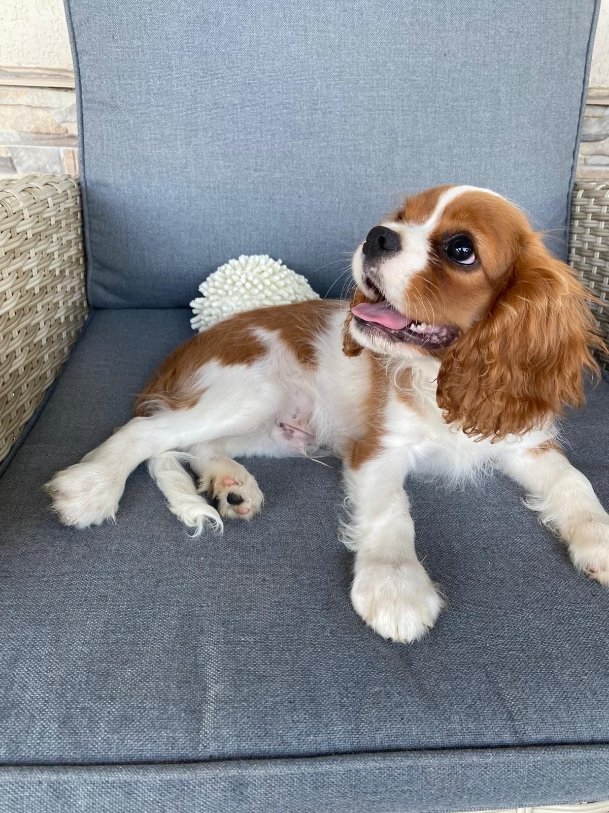 Baiat cu pedigree cavalier king