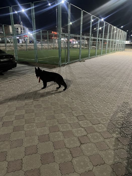 Немецский овчарка