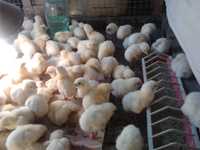 Бройлерные цыплята Кобб 500 Турция, утята , гусята