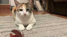 Cleo, pisicuta sterilizata pentru adoptie