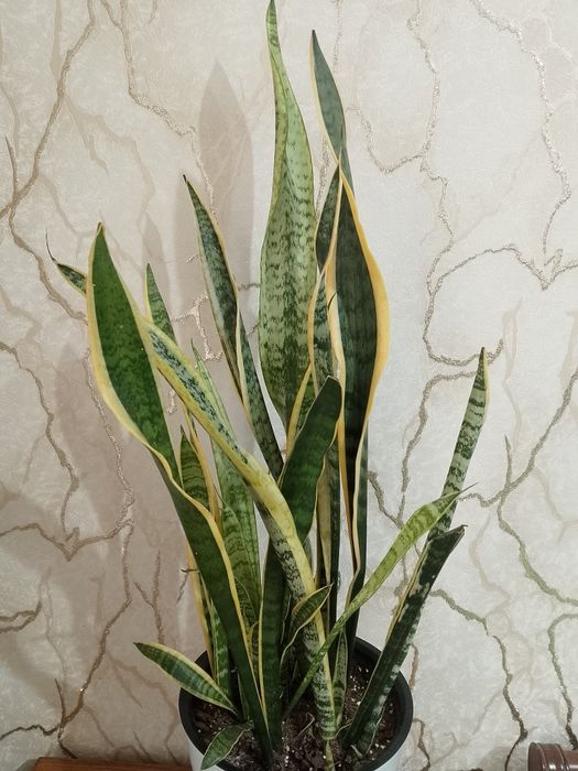 Цветок "Сансевиерия Лауренти"