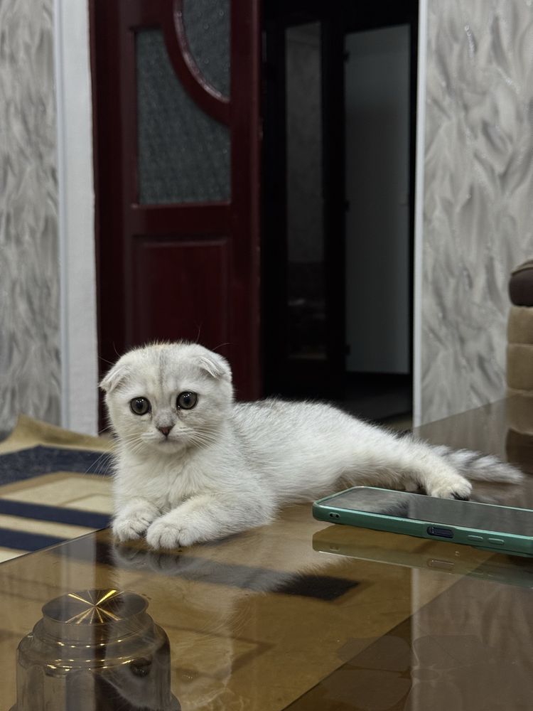 Элитный котенок