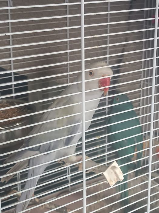 Продавам женски малък александр