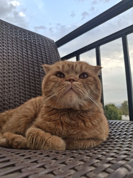 вязка шотландская вислоухая кошка