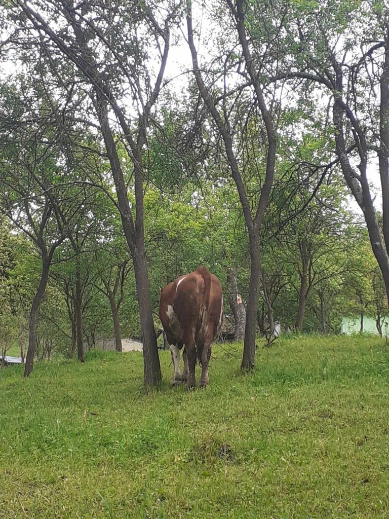 Jurincă de vănzare