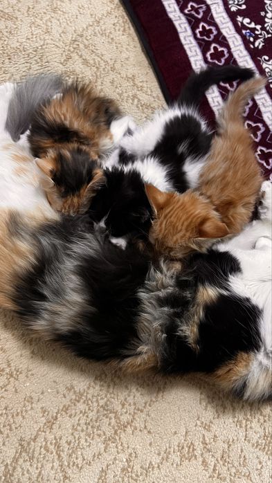 Mushuk bolasi 2 ta qogan