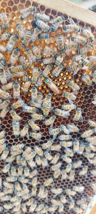 Matci imperecheate Buckfast