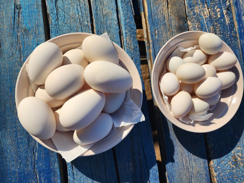 Продаю домашние утиные и гусиные яйца