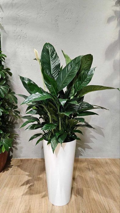 Лучшие растения для очистки воздуха