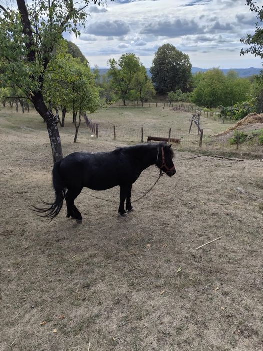 Poneita tanara (ponei)