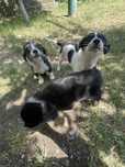 Dau spre adoptie 3 catelusi