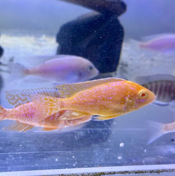 Аудунокара дракон самец и самка