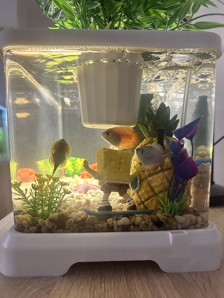 Sponge bob aqarium