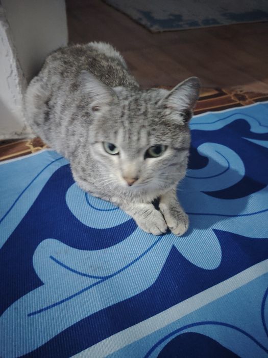 Кот 1,5 года ловит мышей, крыс и даже голубей)