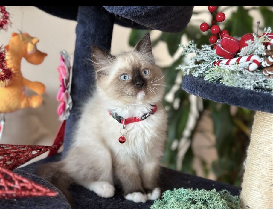 Регдол  / Ragdoll /  момче