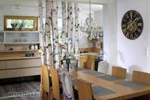Mesteacan decorativ , busteni de mesteacan , lemn felii, trunchi