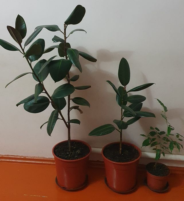 1. Фикус каучуконосный.