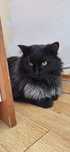 Motan superb de adoptie, motan de adoptie, adoptie pisoi, pisic frumos
