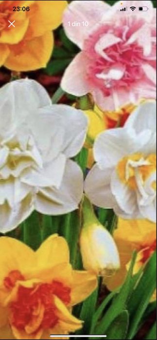 Bulbi de marcise 0,50bani buc