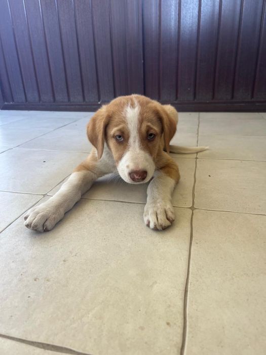 Кішкентай күшіктерге мейрімді жанұя керек